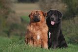 DOGUE DU TIBET 584